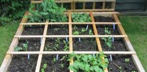 Square-foot gardening